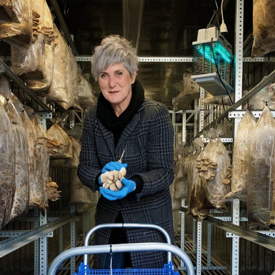 Harvesting Rotterzwam South Holland