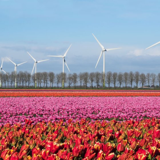 Flower fields in the Noordoostpolder