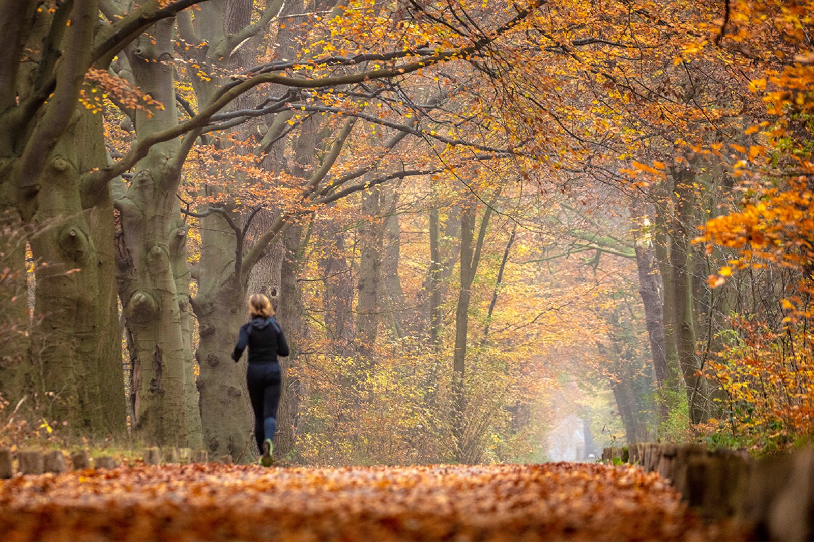 Running in Autumn 's-Graveland Estate Spanderswoud