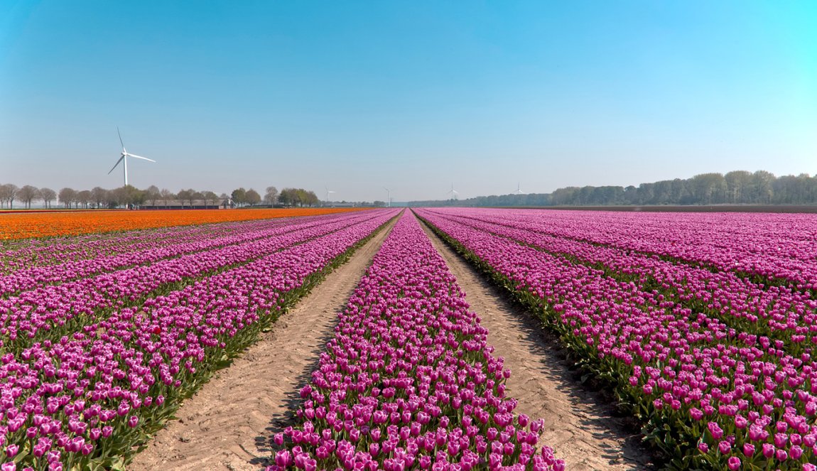 Flower fields purple tulips