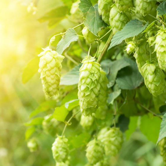 Groene verse hopbellen voor het maken van bier.