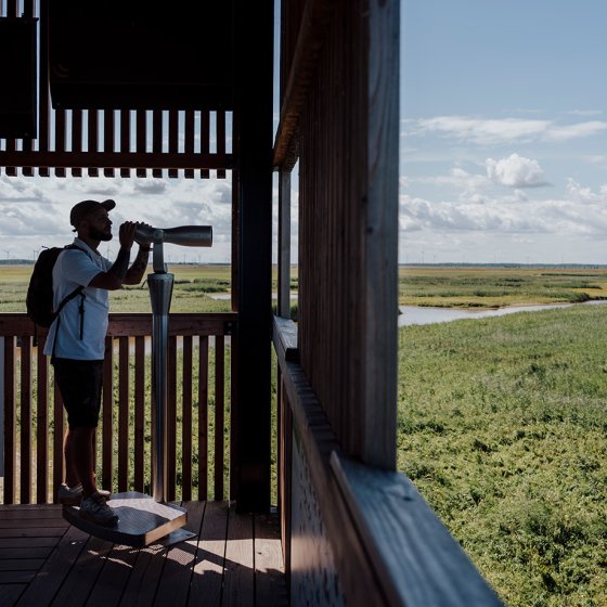 Flevoland Oostvaardersplassen: man in the observation tower 