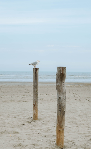 Seagull on pole at the beach in Schiermonnikoog
