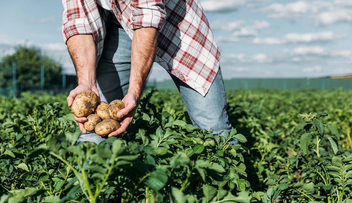 Avebe potatoes Groningen Avebe potatoes Groningen