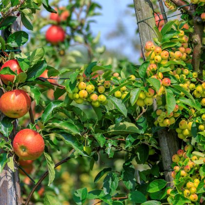 Apple tree in Gelderland