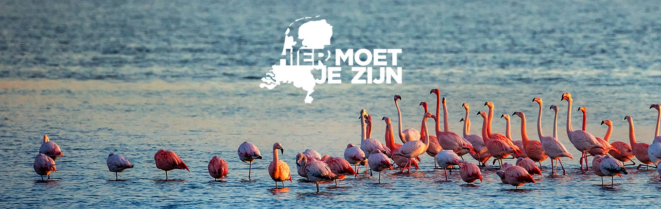 Zijn deze flamingo’s echt in Nederland te zien? Jazeker! Een van de onverwachte kanten van ons mooie landje. Ga ze ontmoeten bij het Grevelingenmeer, op de grens van Zuid-Holland en Zeeland. Zijn deze flamingo’s echt in Nederland te zien? Jazeker! Een van de onverwachte kanten van ons mooie landje. Ga ze ontmoeten bij het Grevelingenmeer, op de grens van Zuid-Holland en Zeeland.