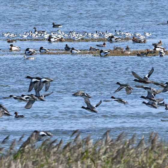 Birds in the Mokbaai in National Parc Dunes of Texel