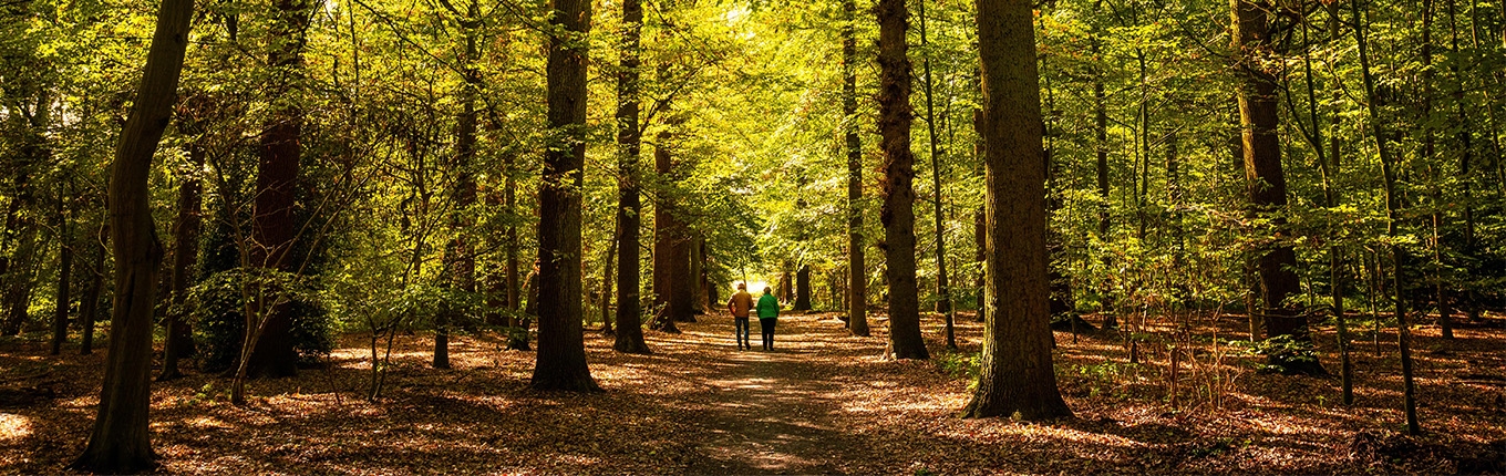 Couple walking through a forest