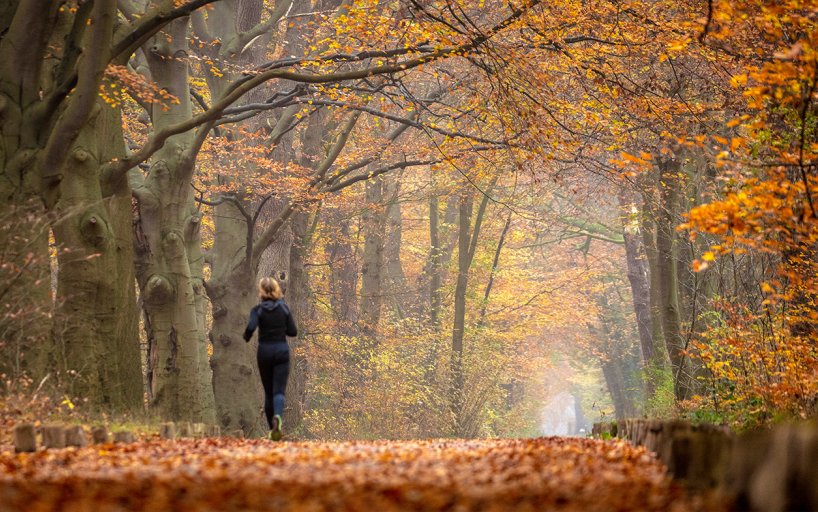 Running in Autumn 's-Graveland Estate Spanderswoud