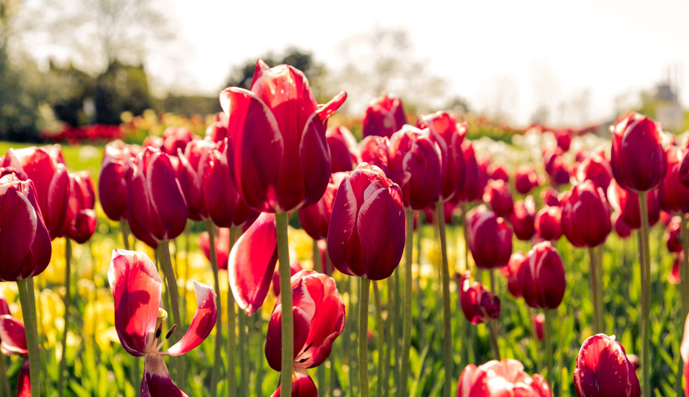 Tulips and flower bulbs in the Netherlands - Holland.com