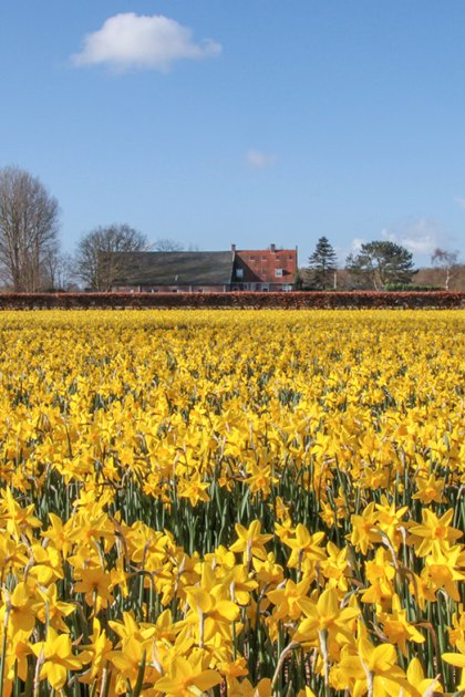 Bulb field next to Keukenhof 