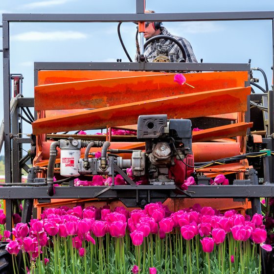 Tulips are budded after flowering to allow the bulb to grow better.