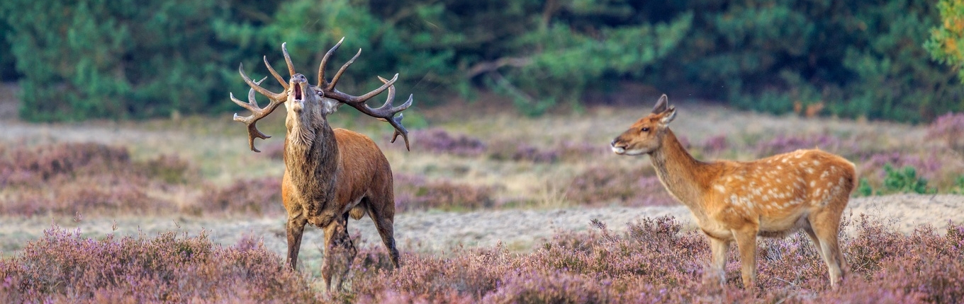 Deer in NP de Hoge Veluwe Deer in NP de Hoge Veluwe