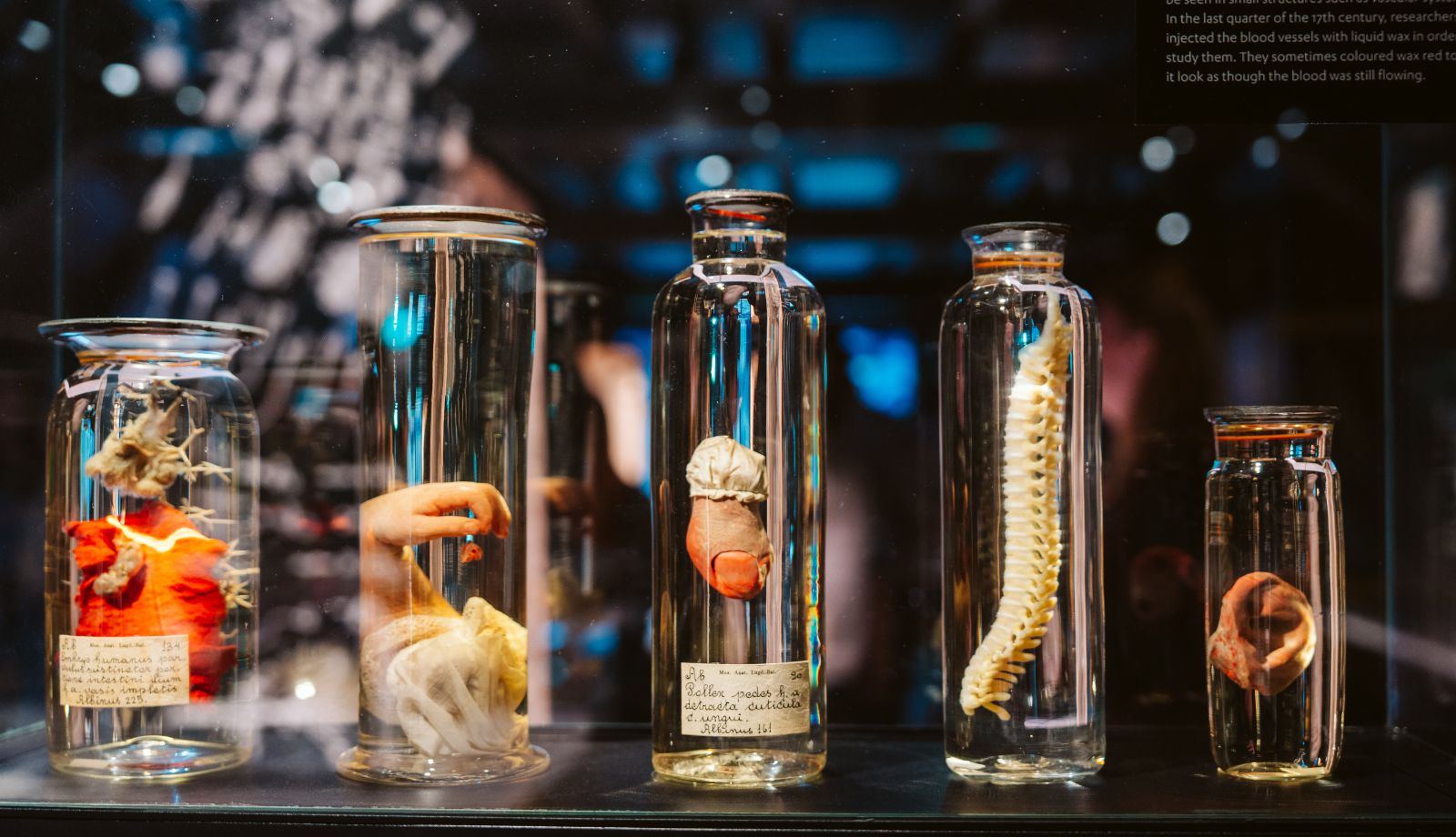 New Dutch Health Rijksmuseum Boerhaave