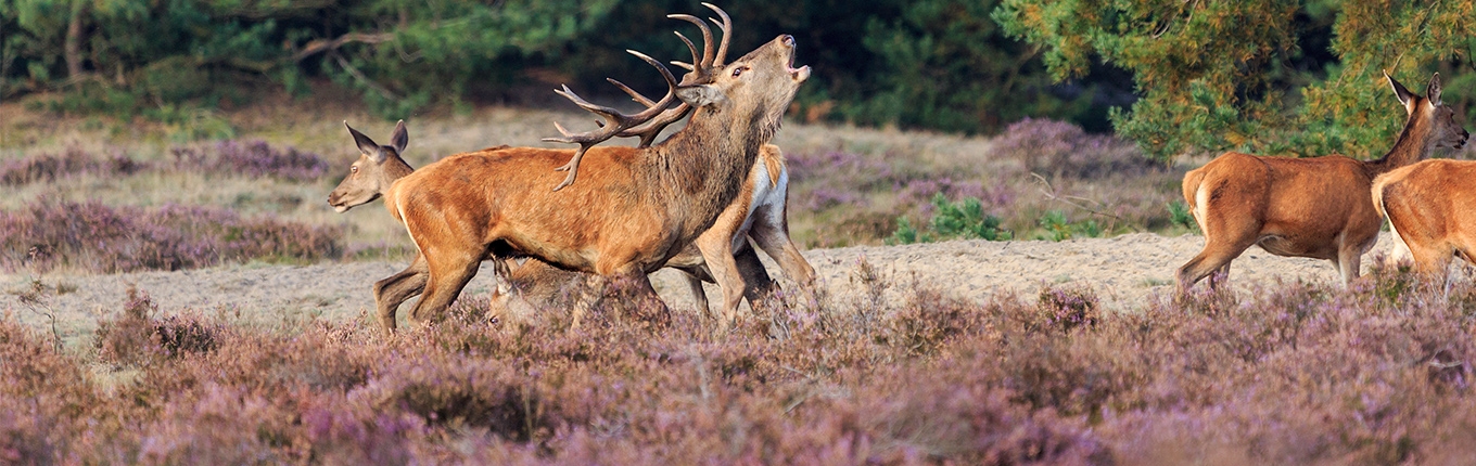 Group of deer on purple heathland in the Veluwe.