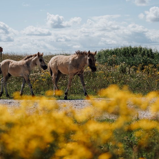Horses Hosterwold Flevoland