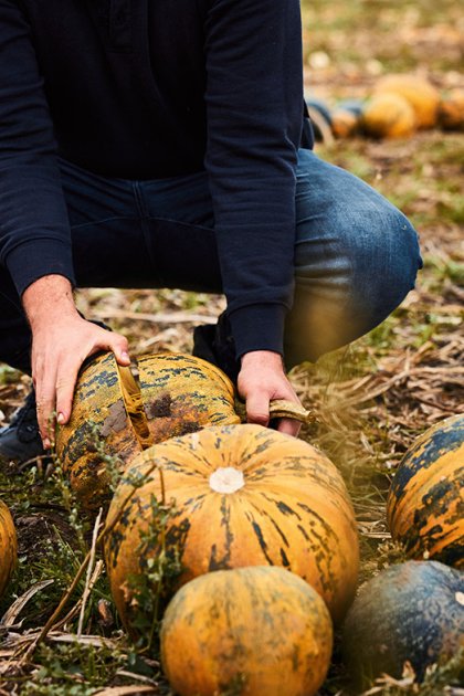 Man in field with pumpkins Gelderland
