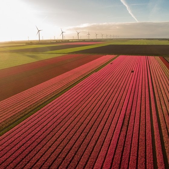 Tulipfields in Flevoland