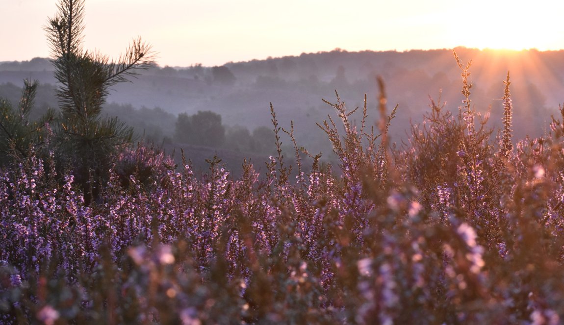 Veluwe purple heather in morning mist