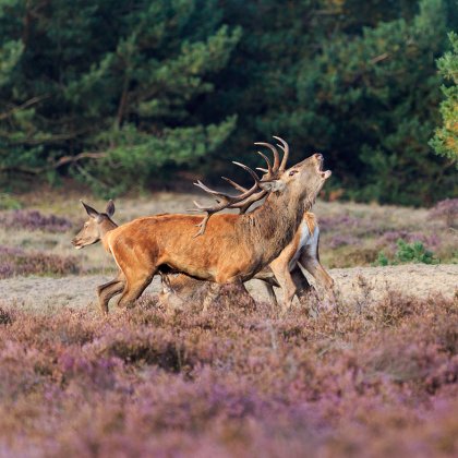 Group of deer on purple heathland in the Veluwe.