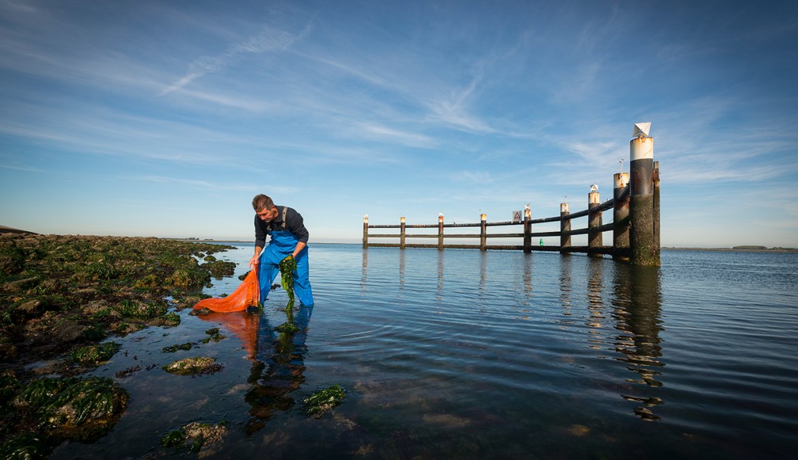 Oogsten van zeewier bij Yerseke Oogsten van zeewier bij Yerseke