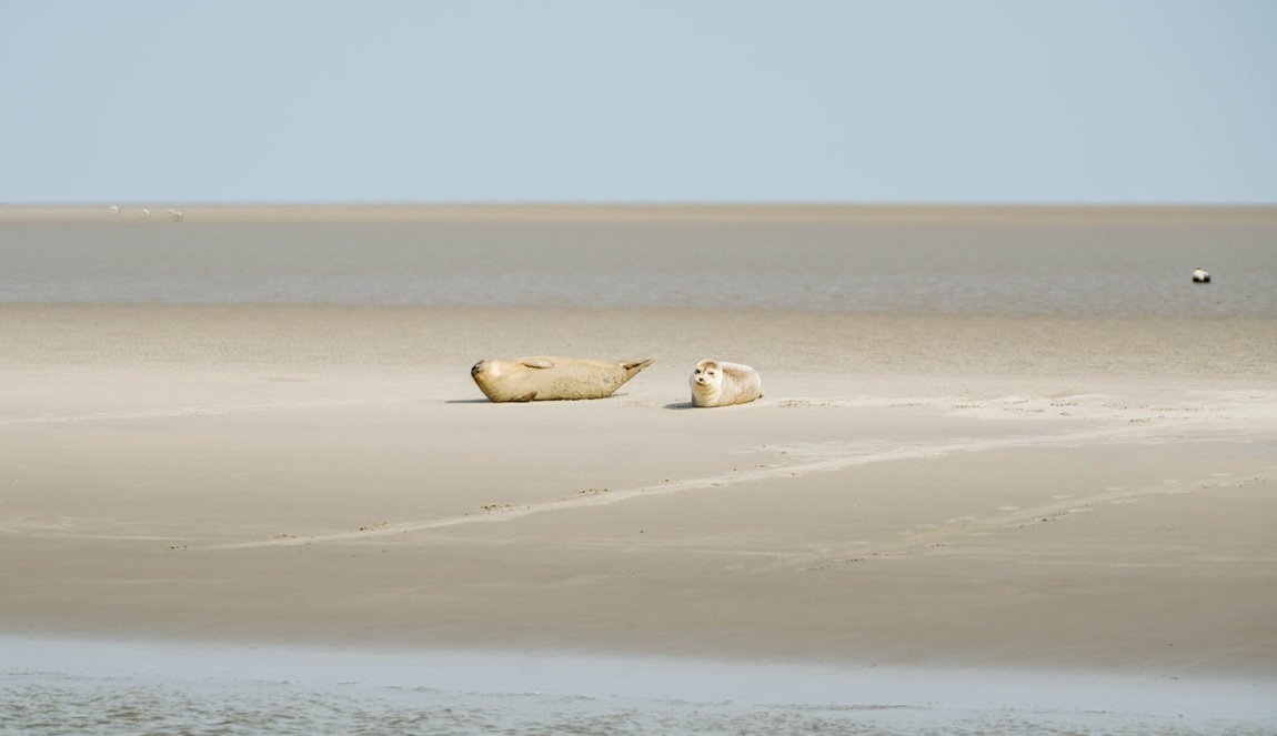 Seals on the beach at Schiermonnikoog Seals on the beach at Schiermonnikoog