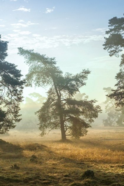 Spring in National parc De Hoge Veluwe