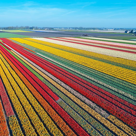 Aerial view of bulb fields in spring, located between the towns of Lisse and Sassenheim