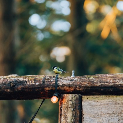 Outdoor winter escapade in Drenthe, great tit sits on a beam