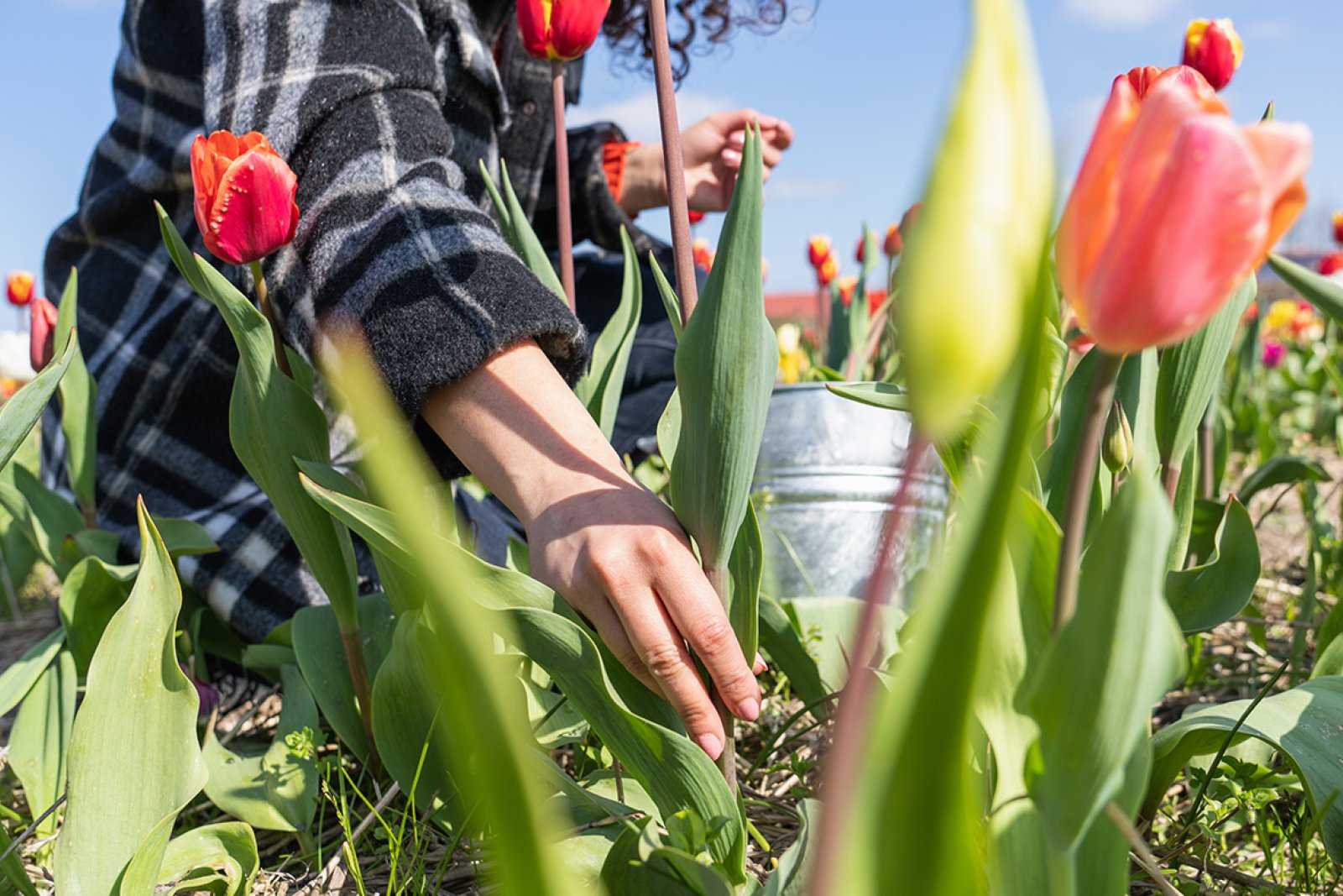 Lady in Picking Garden picks tulips close up 