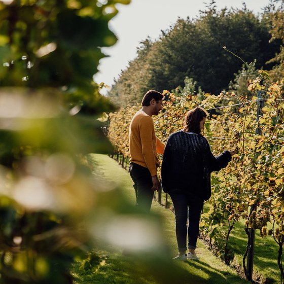 Stadswijngaard Hof van Almere is managed in an environmentally and people-friendly way