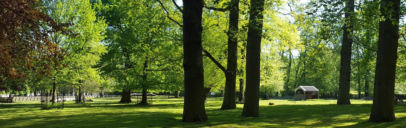 Trees in citypark Haarlemmerhout in Haarlem