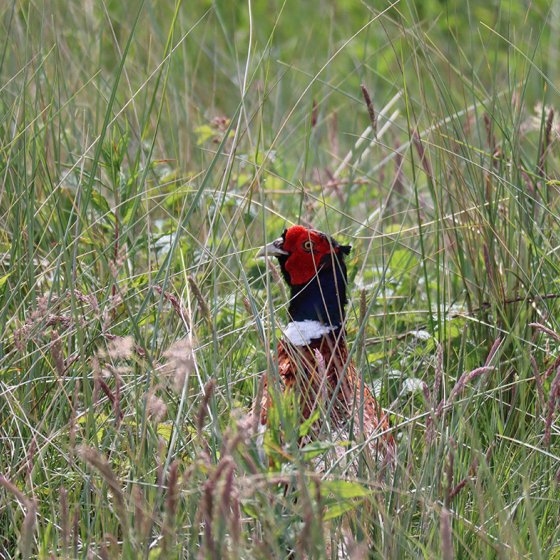 Wild bird in grass in Ameland