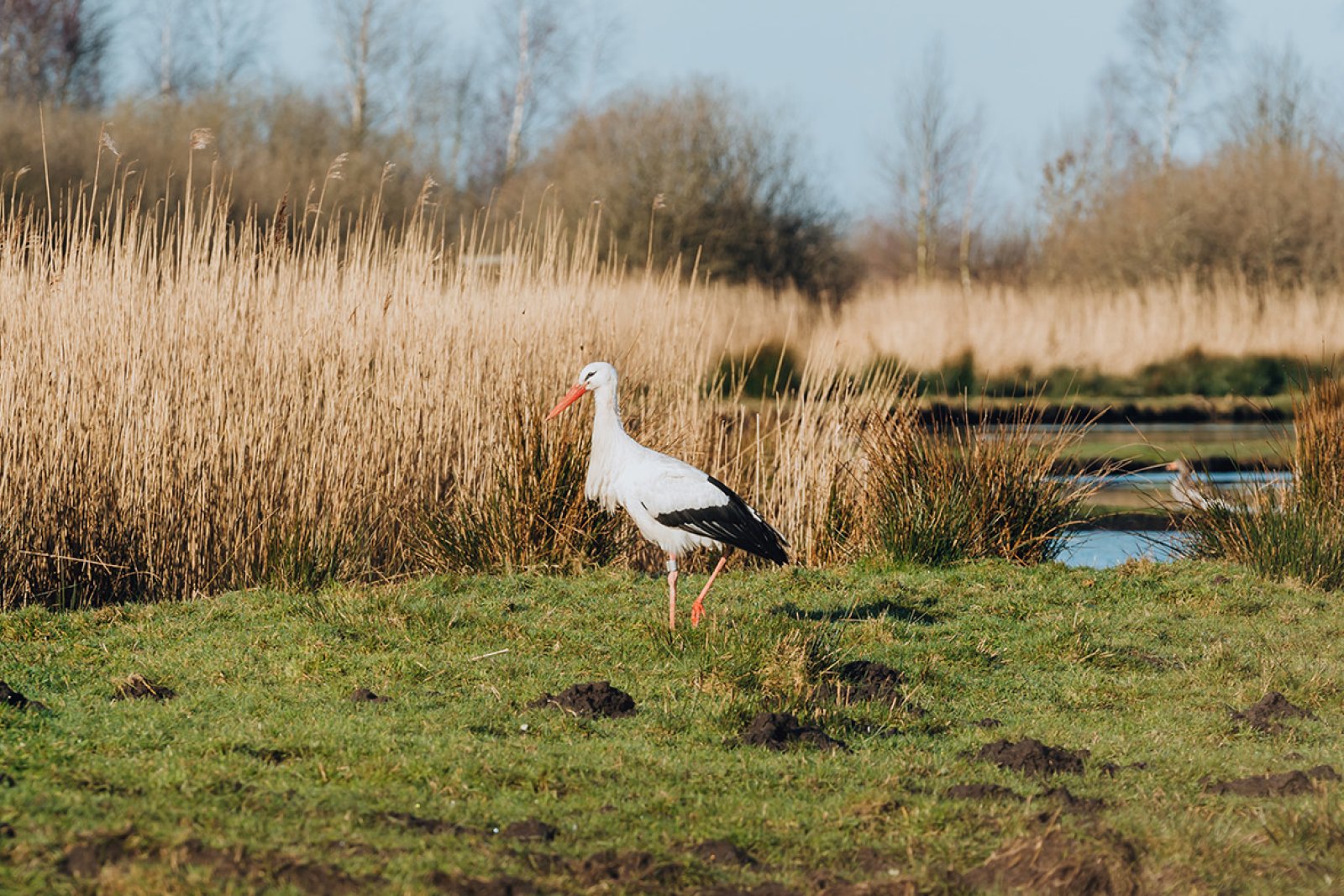A stork walking in the Alde Feanen