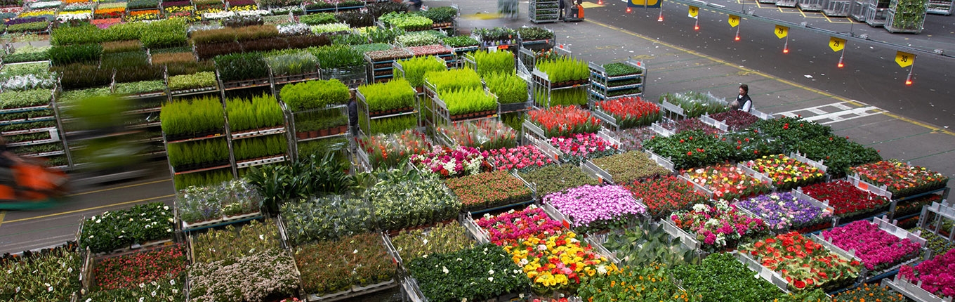 Royal FloraHolland, Naaldwijk Royal FloraHolland, Naaldwijk