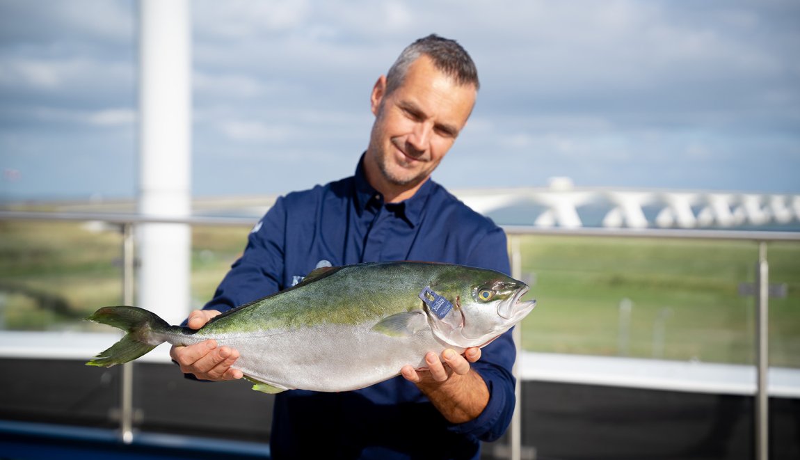 Kingfish fish Kingfish fish