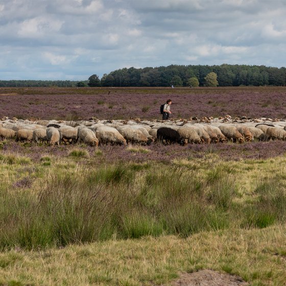 Shepherd with a herd of sheep in National Park Dwingelderveld
