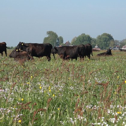 Waygu cows in Friesland at De Nije Pleats