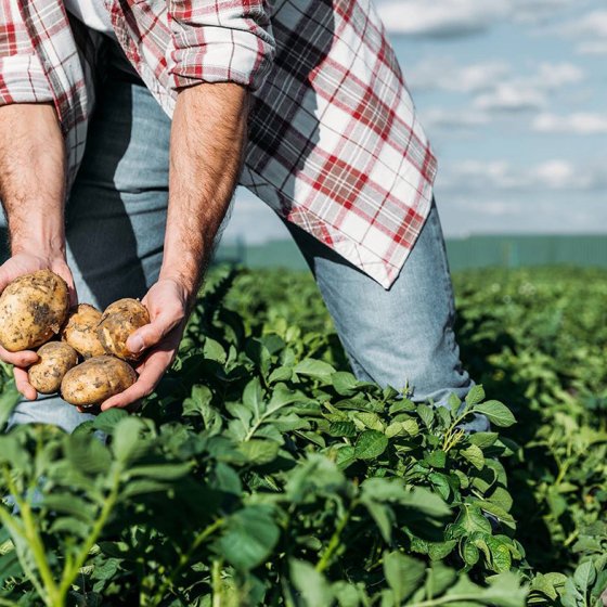 Avebe potatoes Groningen