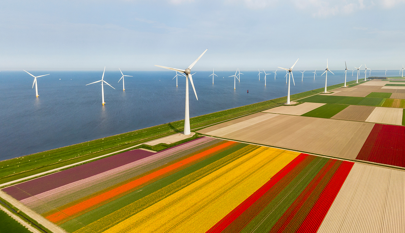  Flevoland aerial view of tulip fields and wind turbines in the noordoostpolder municipality