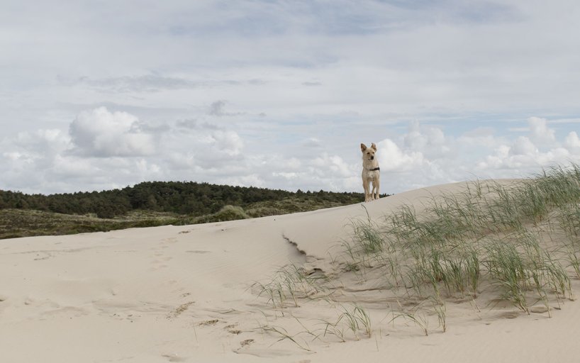 Dog in the dunes