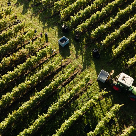 Hof van Twente vineyard Overijssel