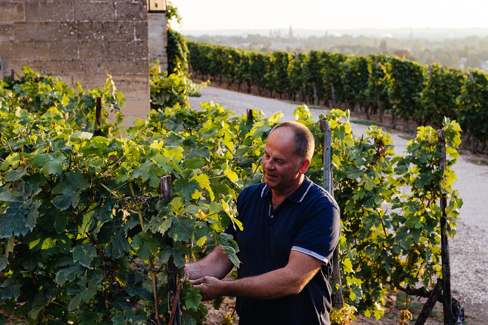 Vineyard Apostelhoeve picking grapes in the Maastricht vineyard