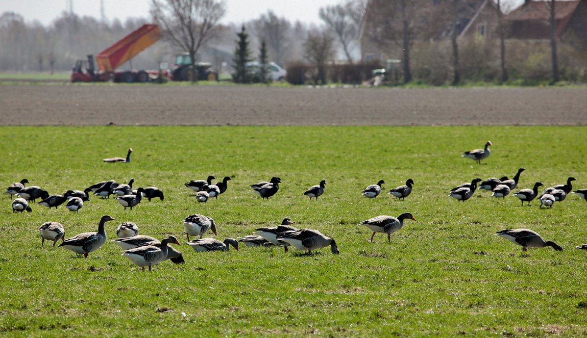 Ducks in Zeeland