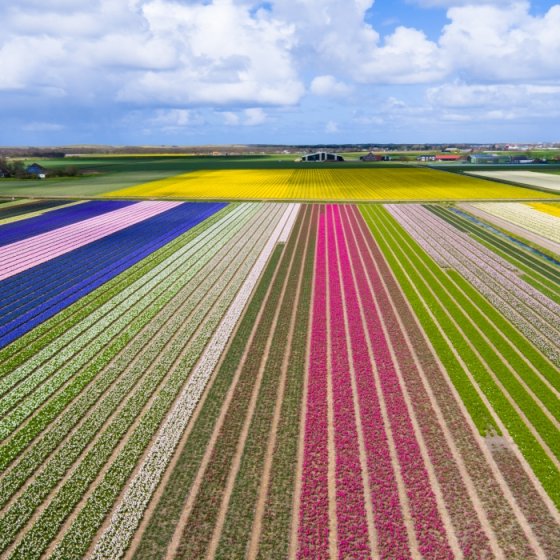 Bird view of tulip field in North Holland