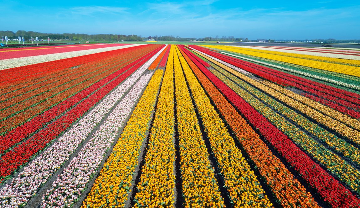 Flower fields between city Lisse and Sassenheim Flower fields between city Lisse and Sassenheim