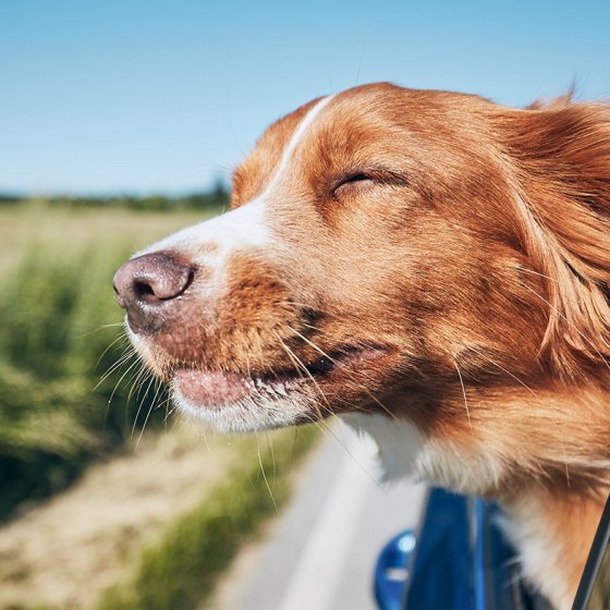 Dog travel by car. Retriever enjoying road trip.
