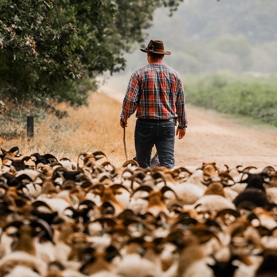 Drenthe sheep herd with shepherd