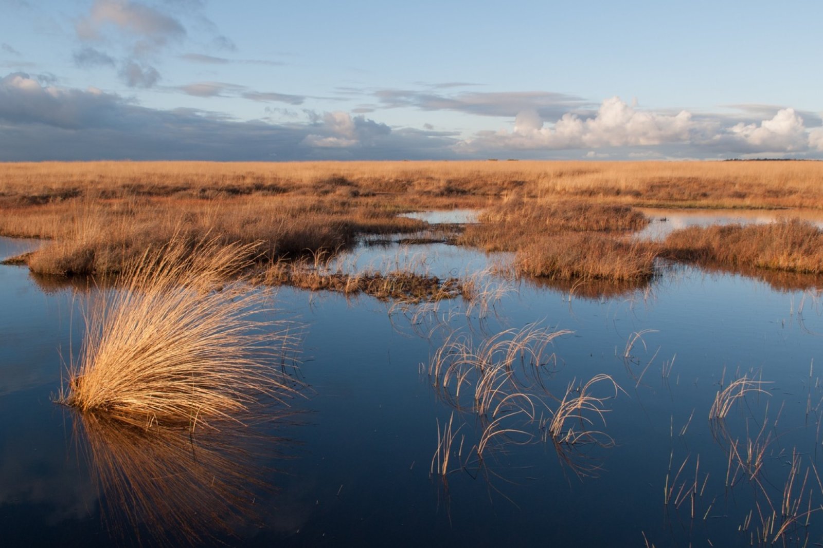 Deelense Veld National Parc De Hoge Veluwe