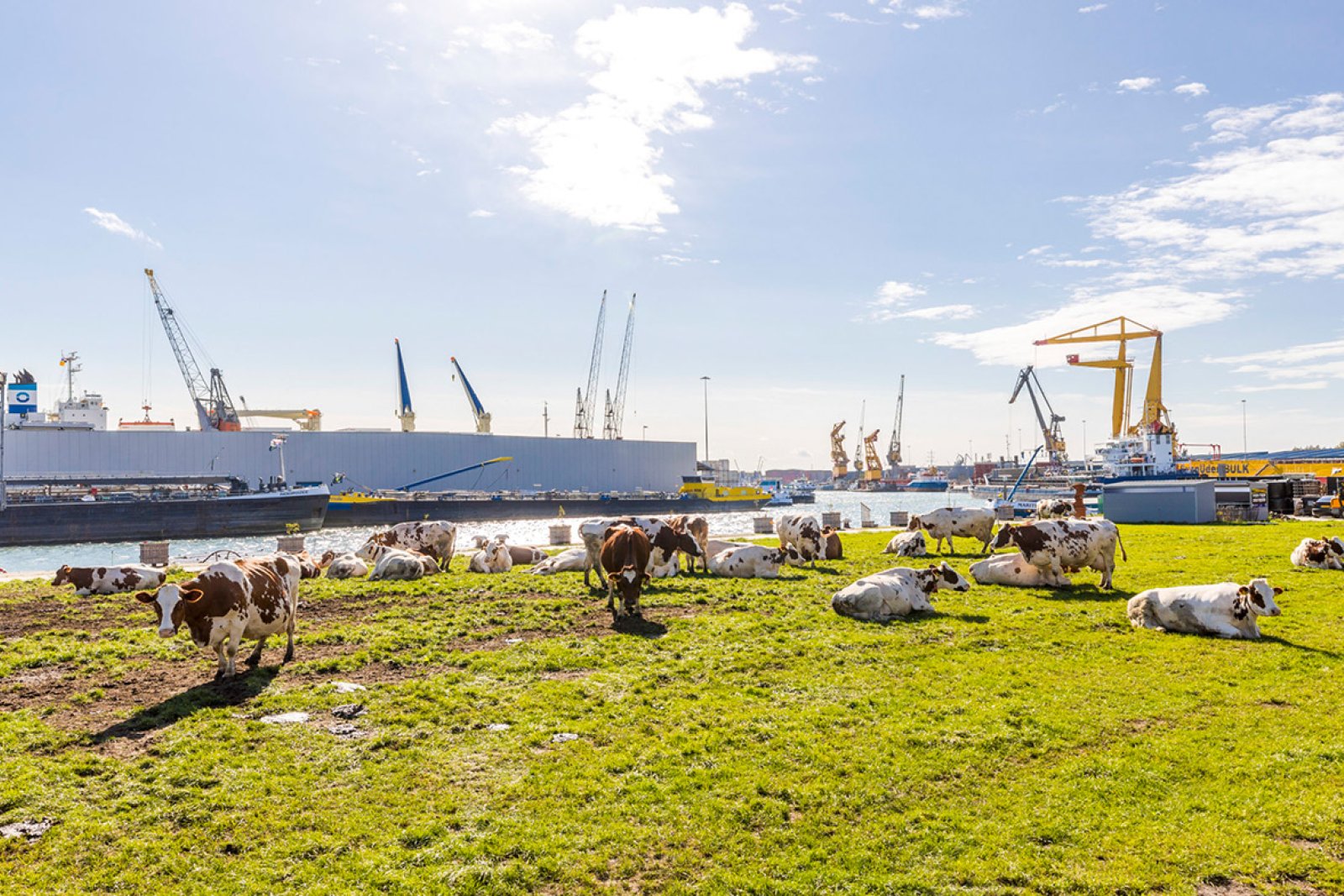 Floating Farm Rotterdam cows in the meadow